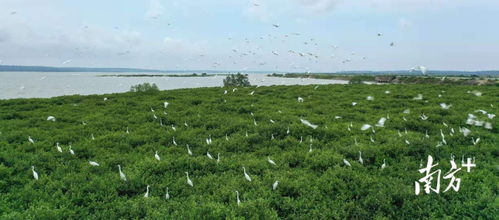 南方日?qǐng)?bào)頭版聚焦 湛江成功開發(fā)我國首個(gè)藍(lán)碳交易項(xiàng)目，彰顯生態(tài)與經(jīng)濟(jì)協(xié)同發(fā)展新路徑